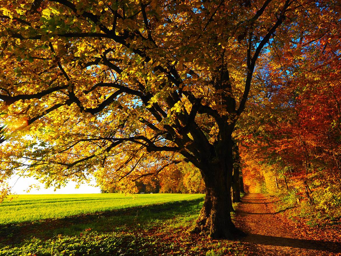 GSH-Tree-Surgery-East-Sussex-Kent-RF-Slider-1.jpg