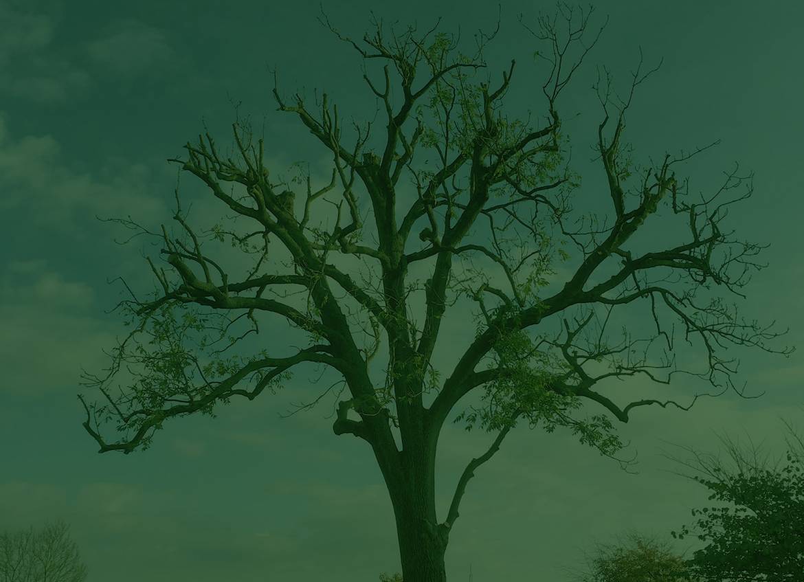 GSH-Tree-Surgery-East-Sussex-Kent-About-Slider-1.jpg