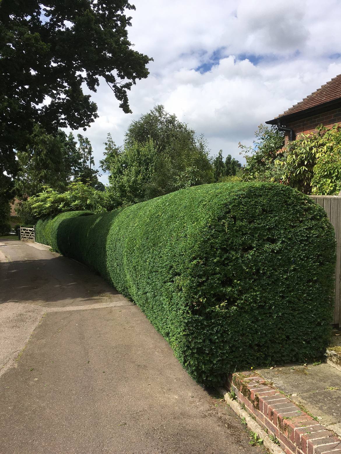 GSH-Tree-Surgery-East-Sussex-Kent-Hedge-Cuttin-4.jpg